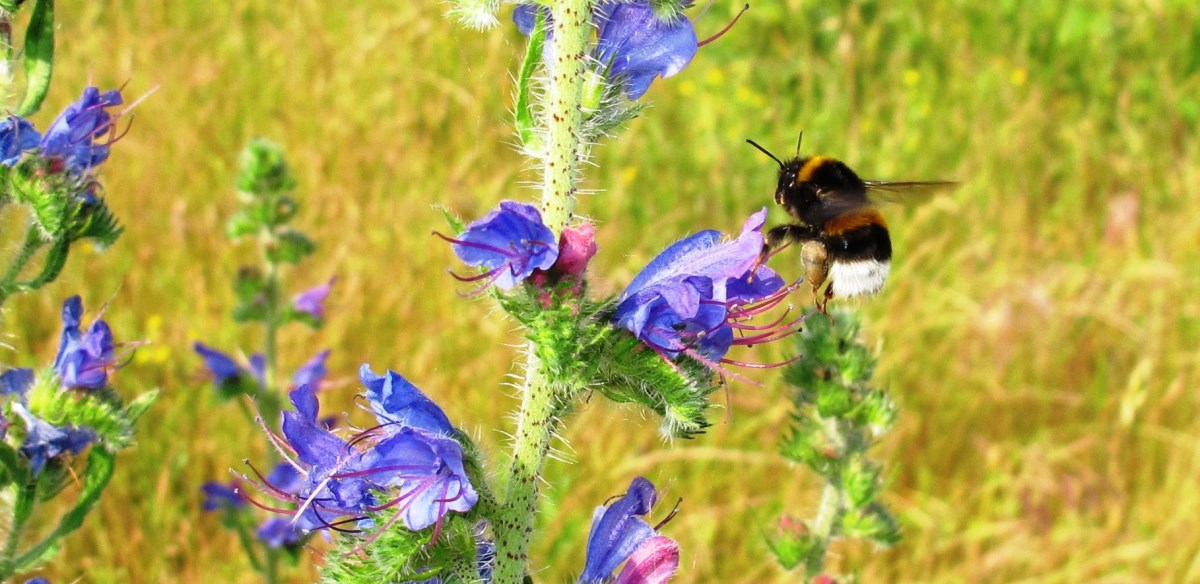 Fleissige Hummel bei der Arbeit