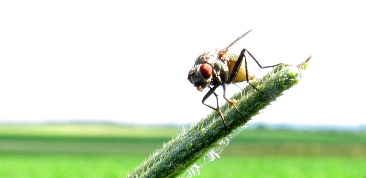 Fliege am Halm
