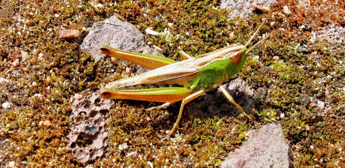 Grüner Grashüpfer / Kurzfühler