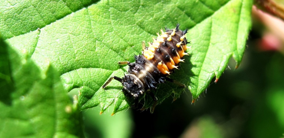 Blattlausfresserin -  Marienkäferlarve / Bild Copyright MFRö