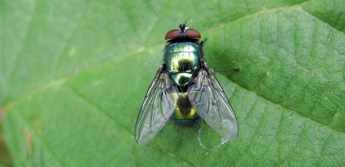 Schmeißfliege auf grünem Blatt