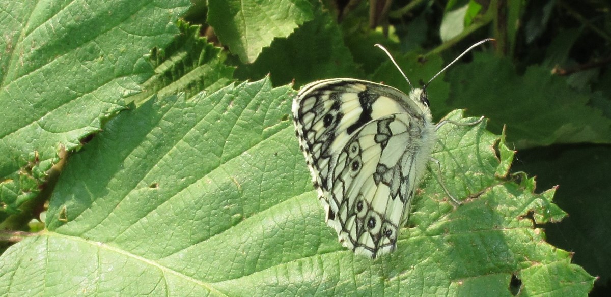 Schmetterling Schachbrett / Bild Copyright MFRö