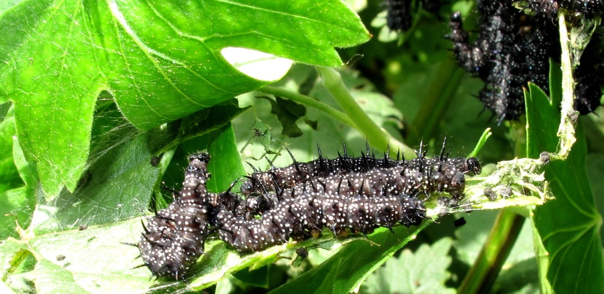 Schmetterlingsraupe / Bild Copyright MFRö