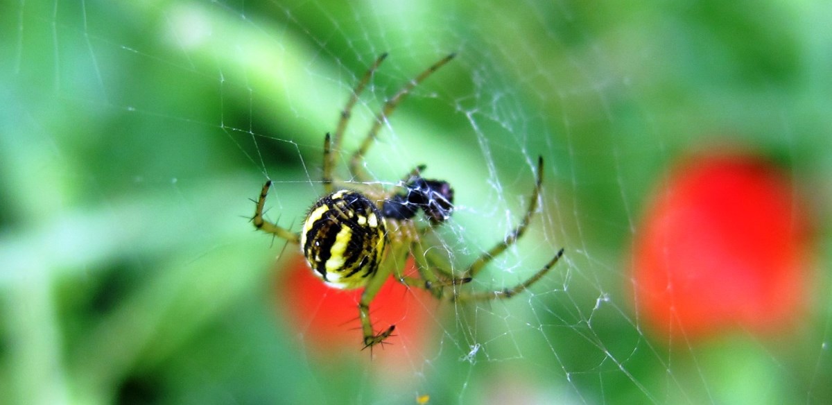 Spinne im Mohnfeld / Bild Copyright MFRö