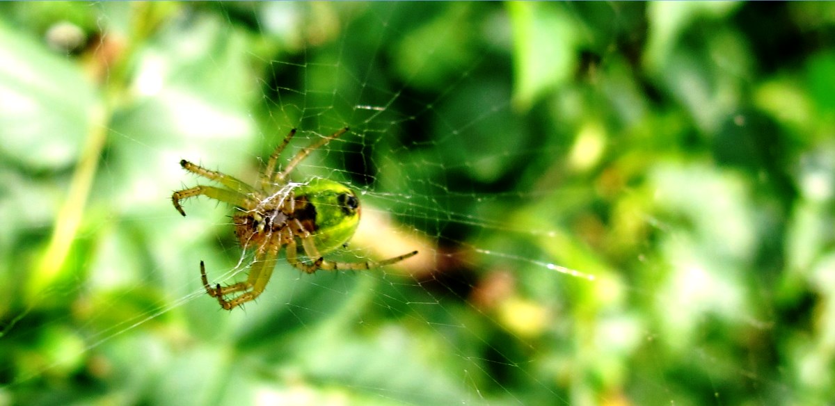 Spinne arbeitet am Netz - anderer Blickwinkel / Bild Copyright MFRö