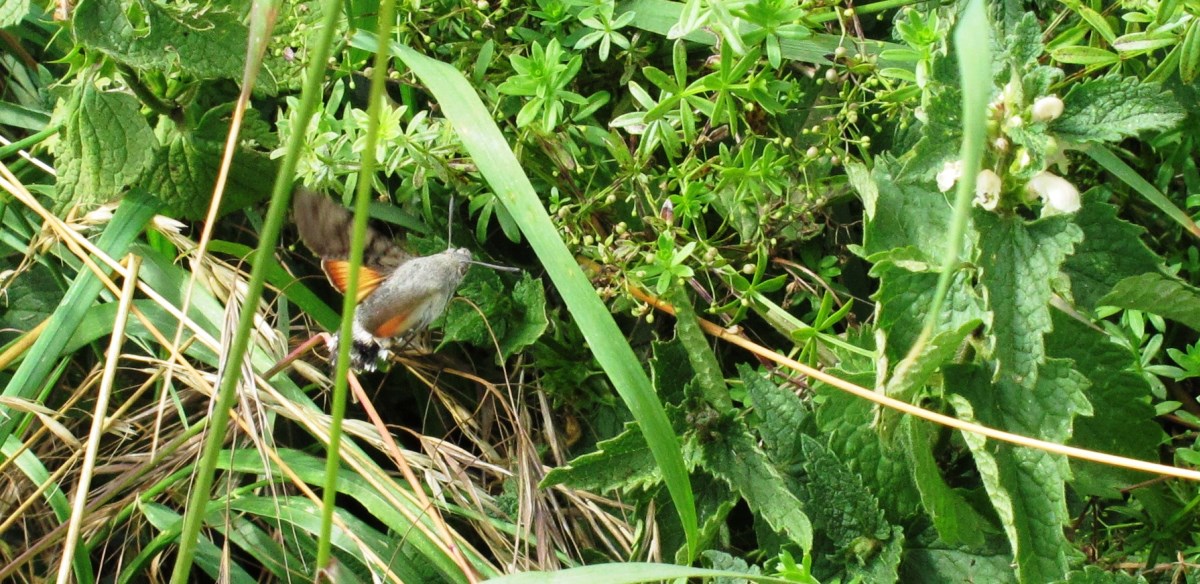 Taubenschwanz im Tiefflug durch die Flora