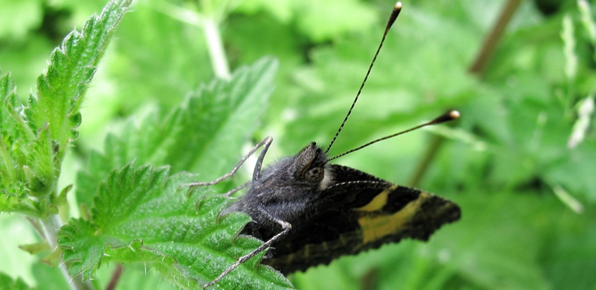 WM Schmetterling / Bild Copyright MFRö