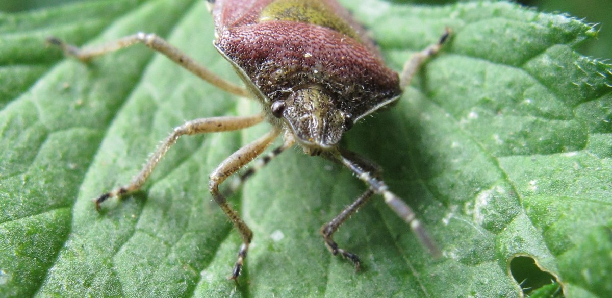 Neugierige Wanze kommt zum Objektiv