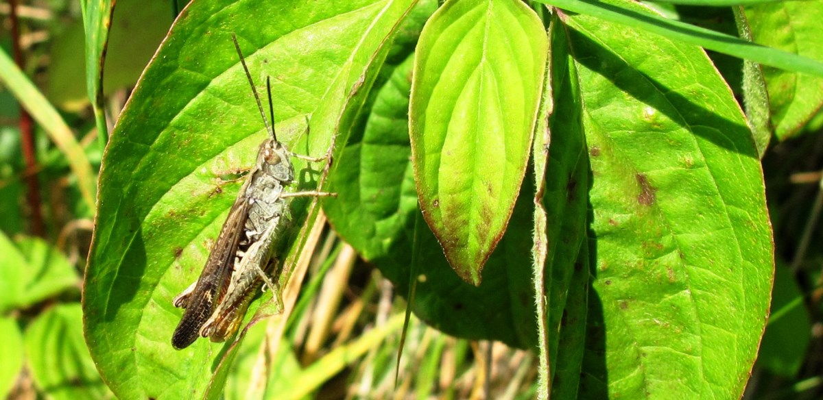 Wiesen - Grashuepfer / Kurzfuehler