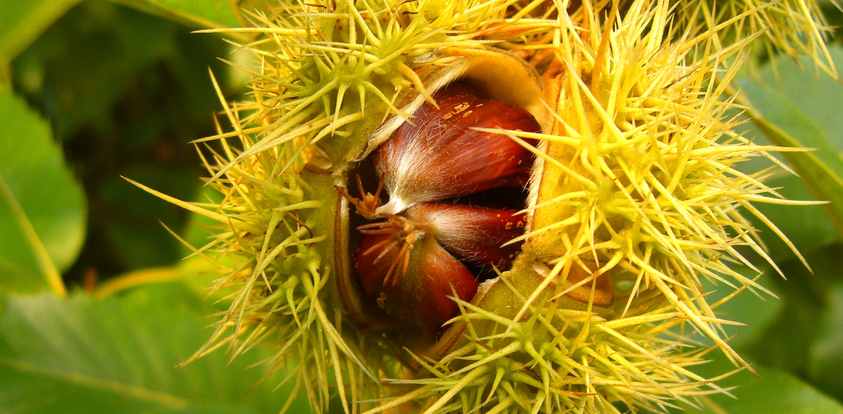  Frucht der Edelkastanie im ge�ffneten Fruchtbecher