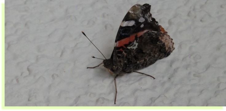 Tagfalter / Schmetterling Admiral