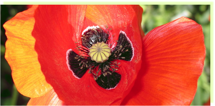 Blütenstempel einer weit geöffneten Klatsch-Mohn-Blüte