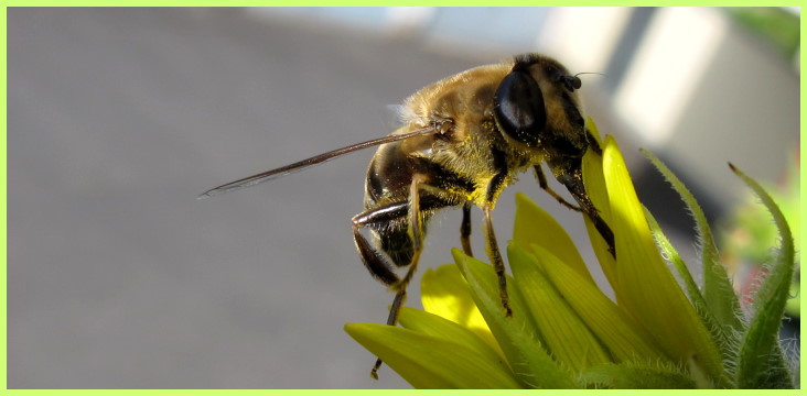Hummel beim Nektar- und Pollensammeln