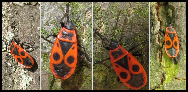 Modenschau der Feuerwanzen / Feuerk�fer