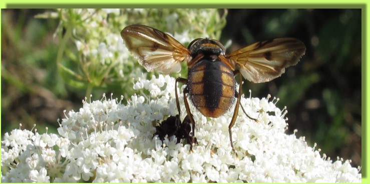 Start frei zur n�chsten Bl�te