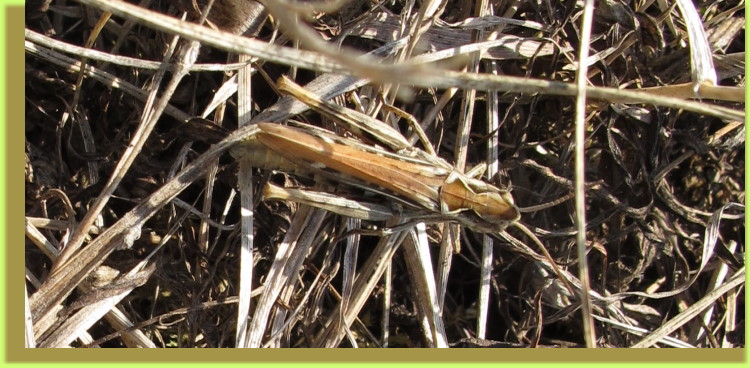 Heuschrecke beim "Versteckspielen"