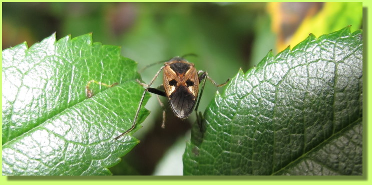 Gemeine Bodenwanze? ( Rhyparochromus vulgaris ) ... und tsch�ss