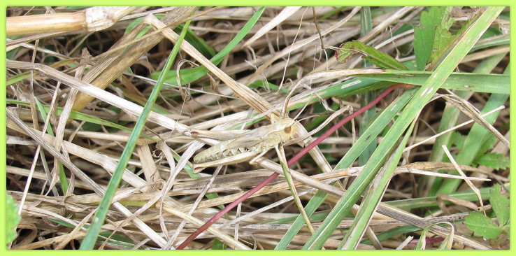 Weitere Heuschrecke beim "Versteckspielen"