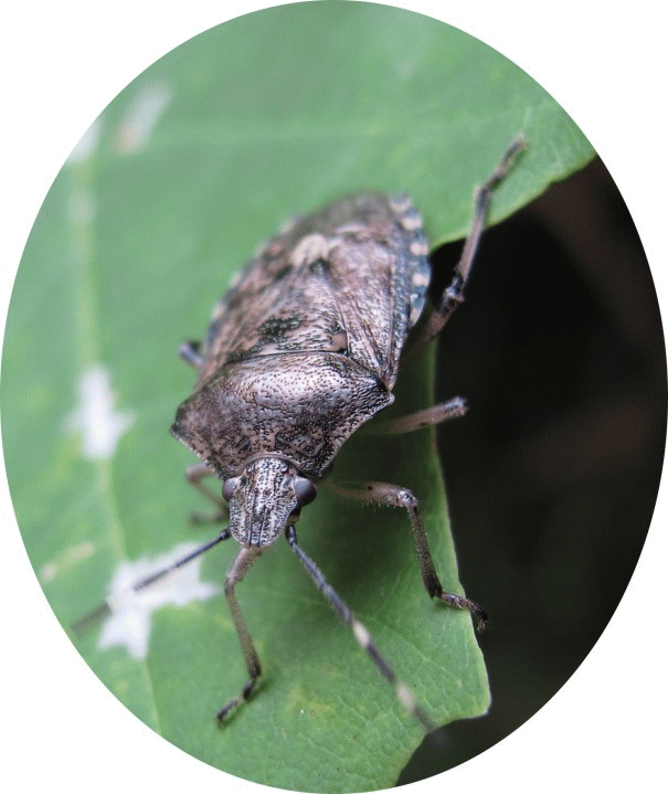Graue Gartenwanze? ( Rhaphigaster nebulosa ) geh�rt zur Familie der Baumwanzen