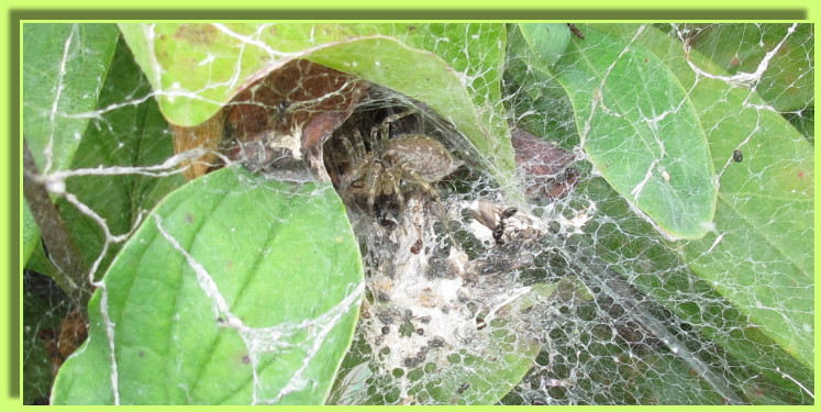 Spinne mit gefangener Beute im Spinnennetz