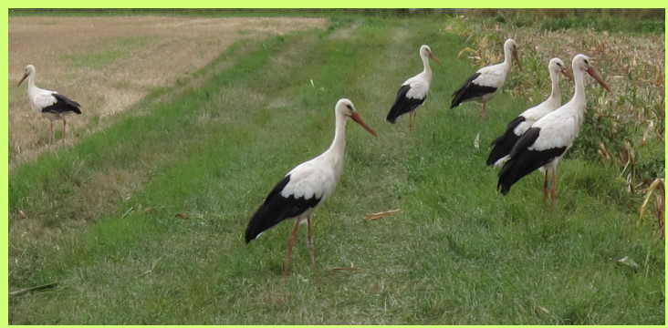 Wei�st�rche am abgeernteten Maisfeld auf der Suche nach gro�en Insekten