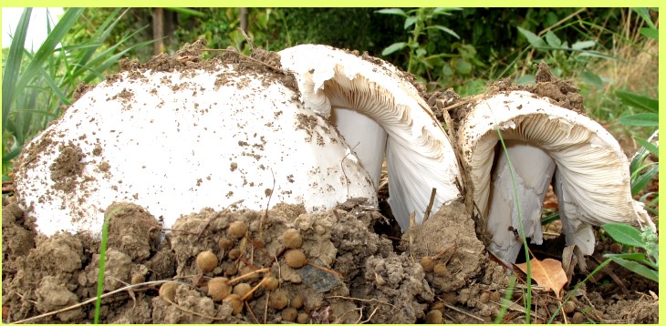 Fransiger Wulstling?