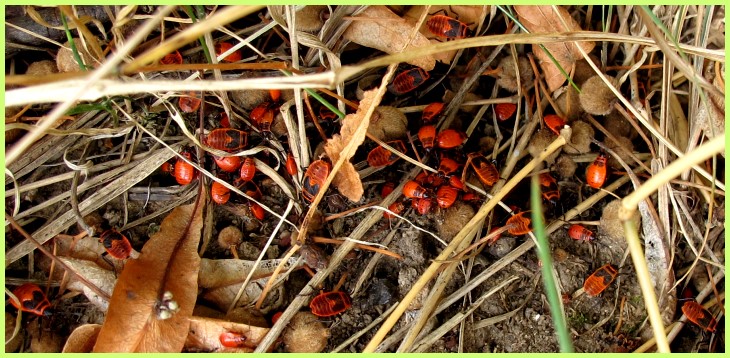 Familienausflug der Feuerwanzen