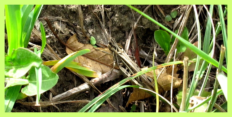 Noch einmal: Heuschrecke beim "Versteckspielen"