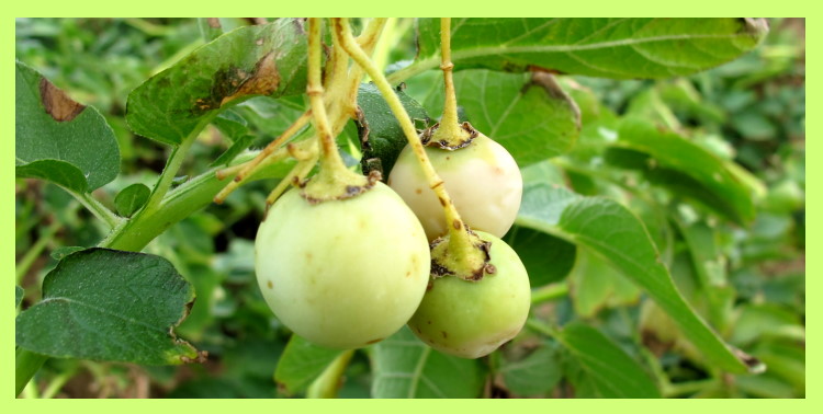 Kartoffelkraut mit Kartoffel-Frucht / In den gr�nen, kirschgro�en Beeren reifen die Samen heran