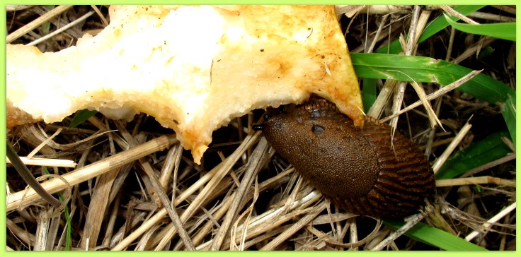 Nacktschnecke am Apfelst�ck