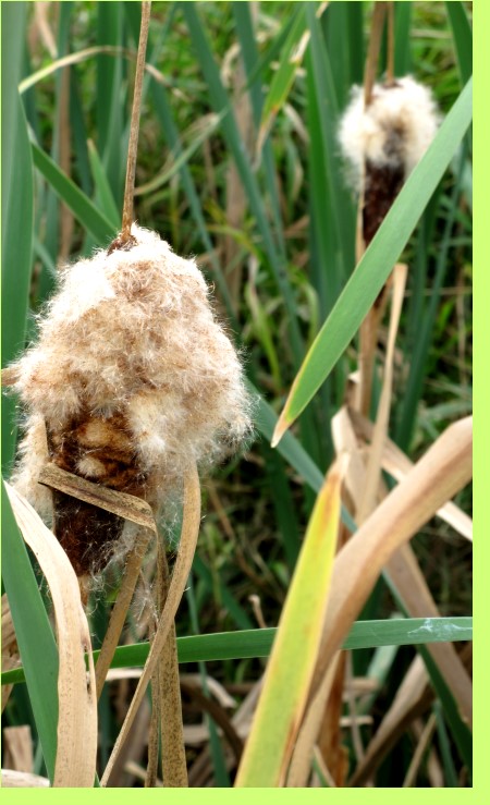 Schilfgras / Rohrkolben mit reifen Samen