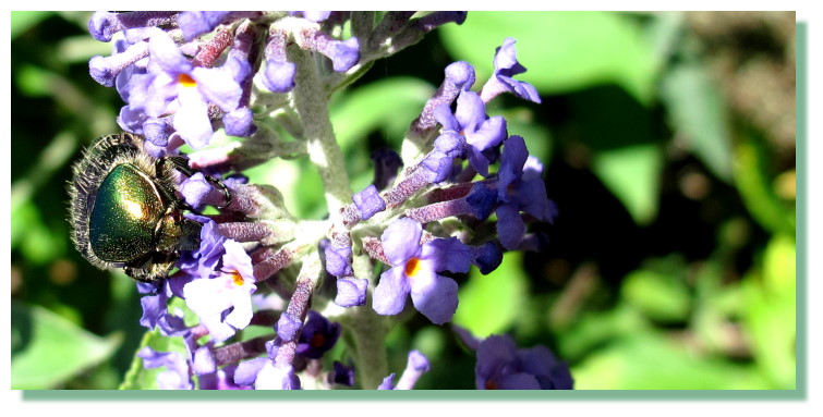 Aus der Familie der Blatthornk�fer: Rosenk�fer