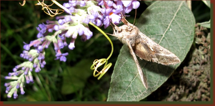 Eulenfalter: Gammaeule