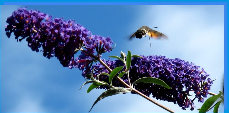 Taubenschwanz im Anflug auf Schmetterlingsflieder / Sommerflieder