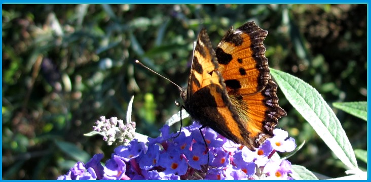 Kleiner Fuchs (Nesselfalter, Familie: Edelfalter) am Sommerflieder