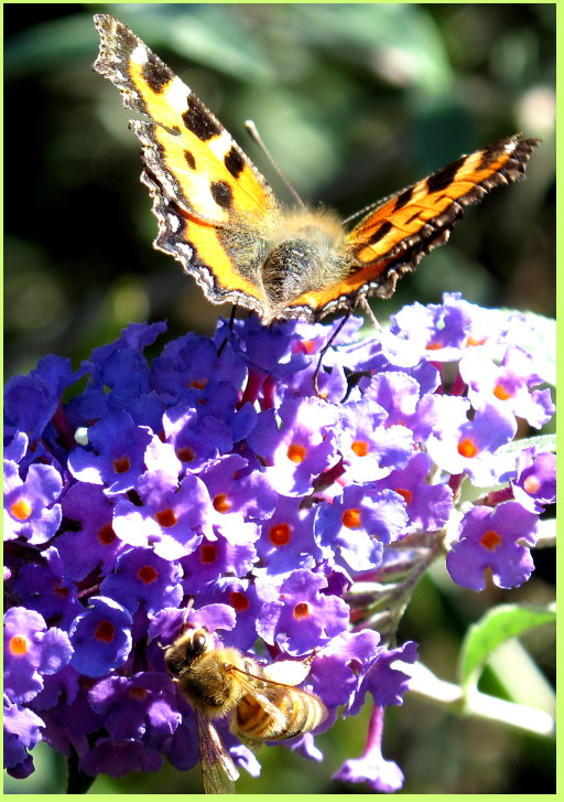  Andrang am Sommerflieder