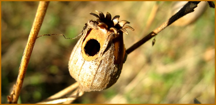 Zimmer frei / vertrocknete Fruchtkapsel der Lichtnelke? (Nelkengew�chs)