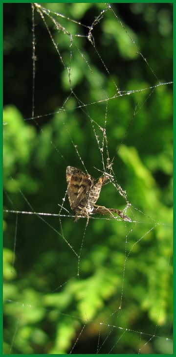 Endstation Spinnennetz