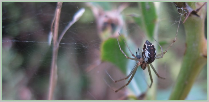 Familie: Baldachinspinnen (Linyhiidae) Female Linyphia triangularis?