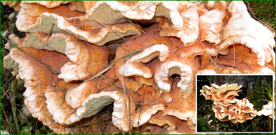 Gemeiner Schwefelporling? an einem Baumstumpf - / - Kleines Bild = Gesamtbild