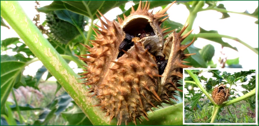 Gemeiner Stechapfel ( reife, ge�ffnete Samenkapsel ) - / - Kleines Bild = Gesamtbild