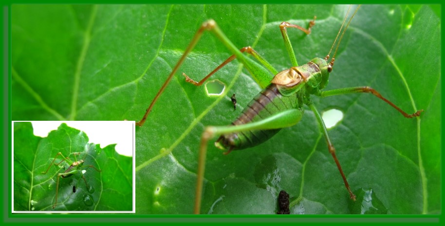 Gr�ne Heuschrecke, Langf�hler