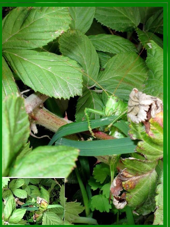 Gr�ne Riesen-Heuschrecke