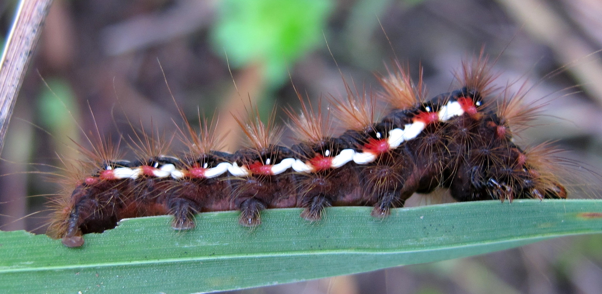 Raupe der Ampfer- Rindeneule?