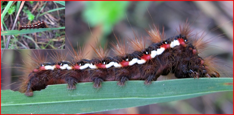 Raupe der Ampfer- Rindeneule?