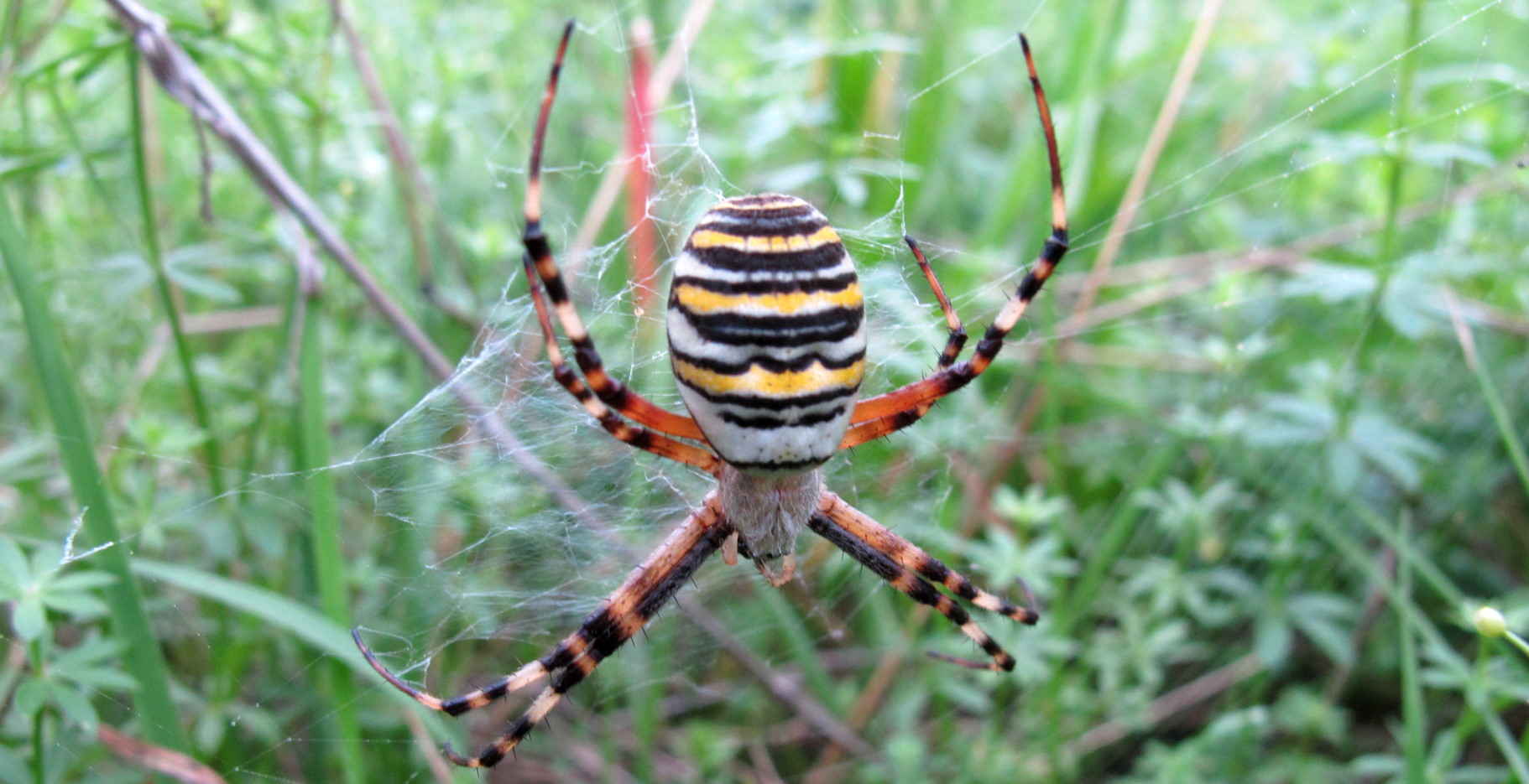 Wespenspinne - Weibchen