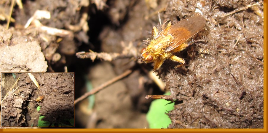 Gelbe Dungfliege am Misthaufen
