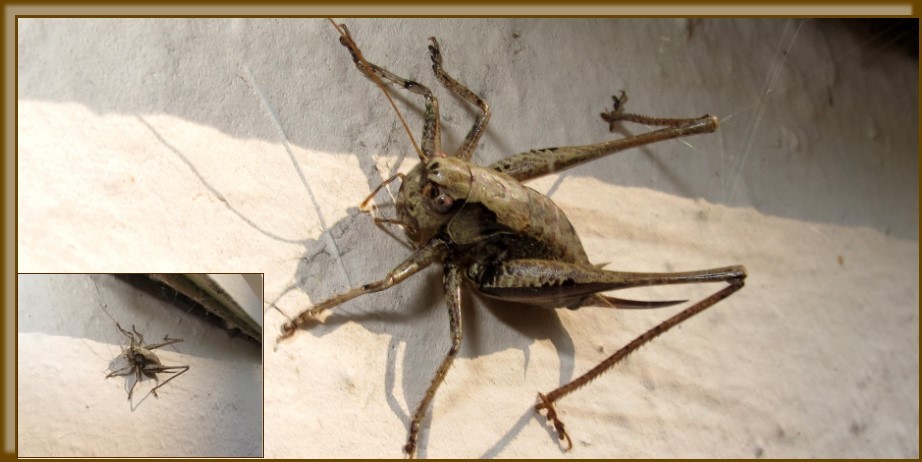 Braune Heuschrecke? an Hauswand