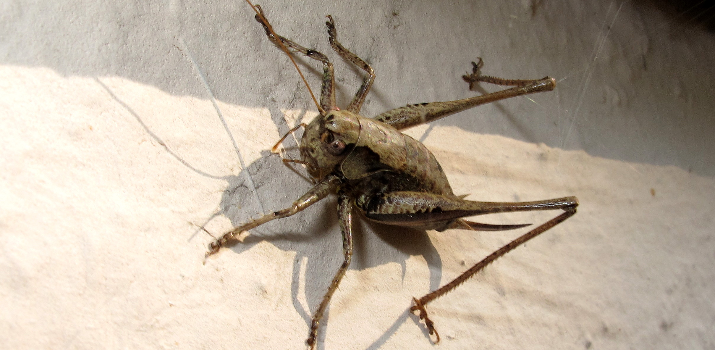 Braune Heuschrecke? an Hauswand